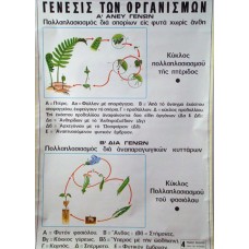 Η Γέννεση των Οργανισμών